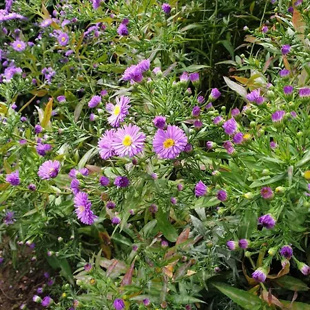 Ferialis קסנטן